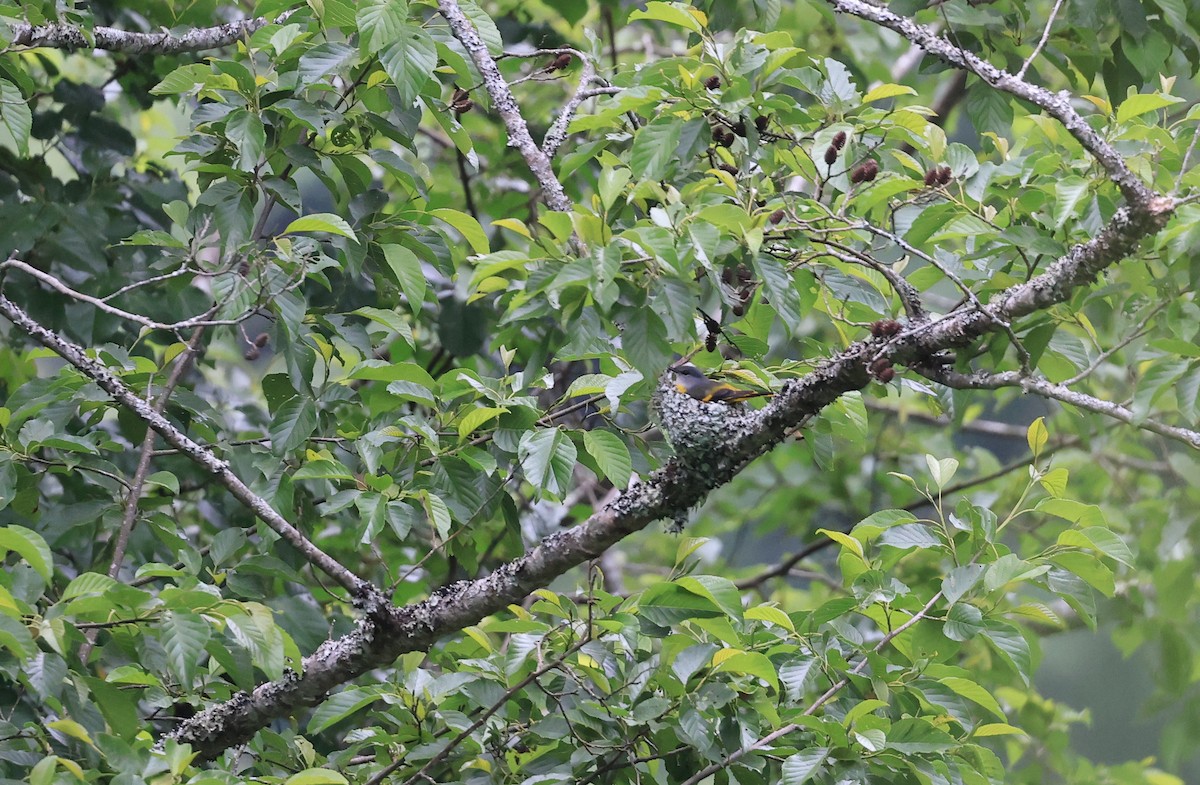 Gray-chinned Minivet (Gray-chinned) - ML618803851