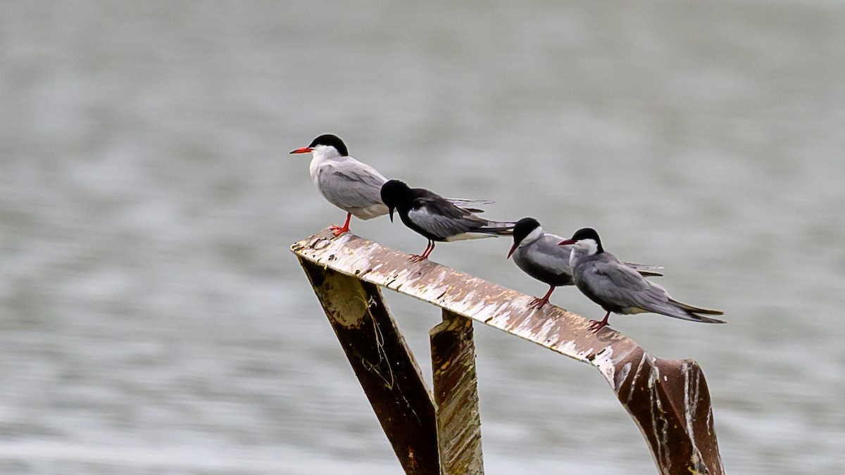 Common Tern - Ogün Aydin