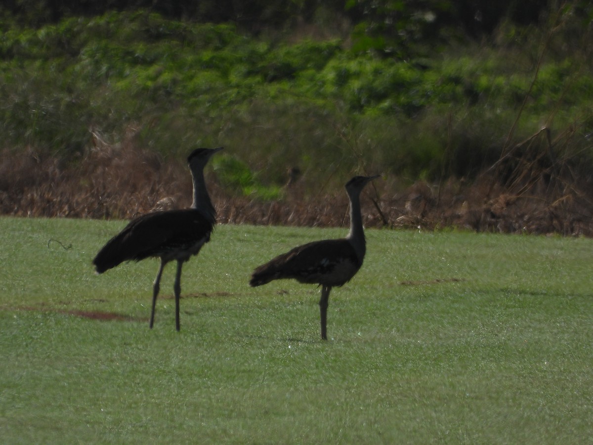 Australian Bustard - ML618803886