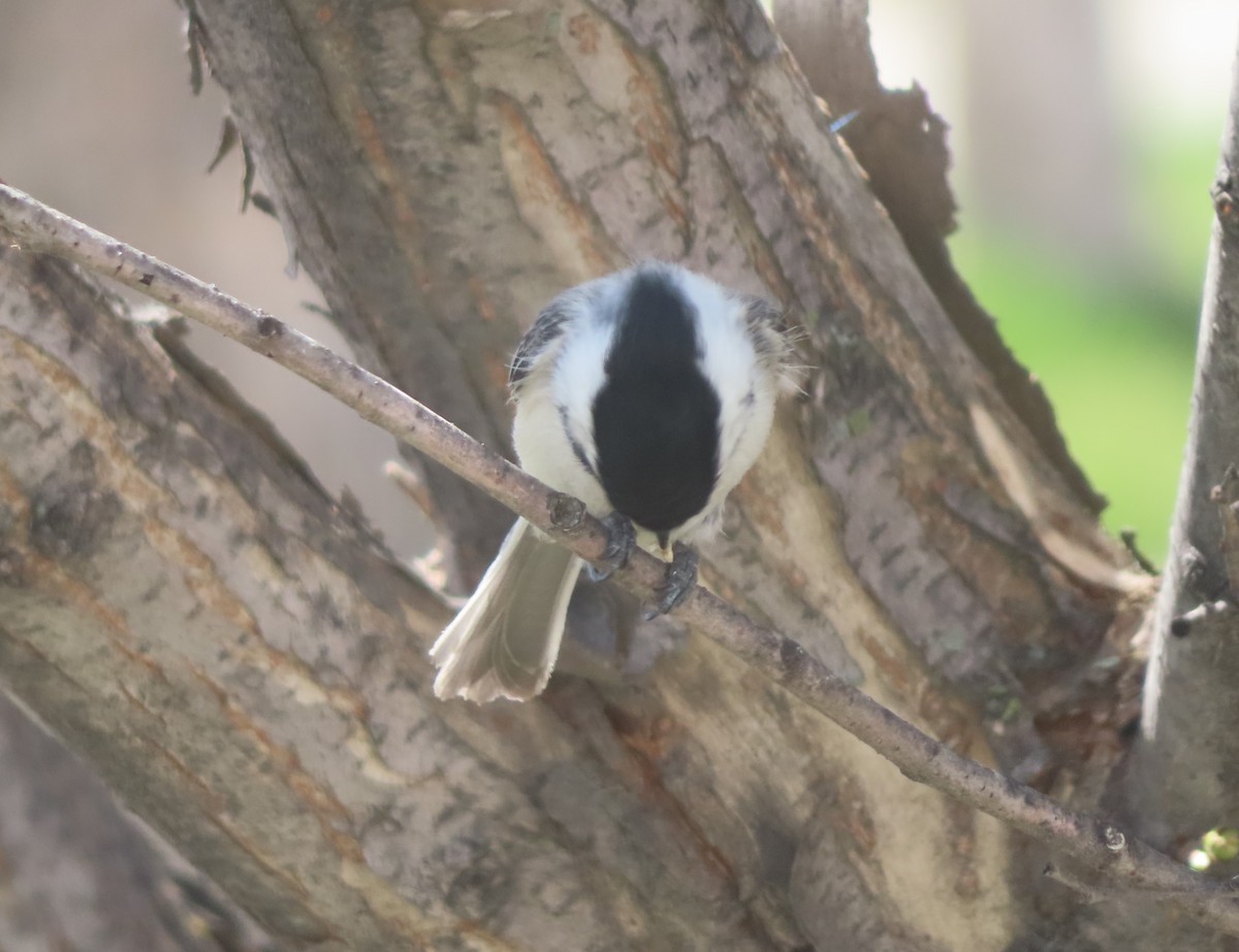 Black-capped Chickadee - Violet Kosack