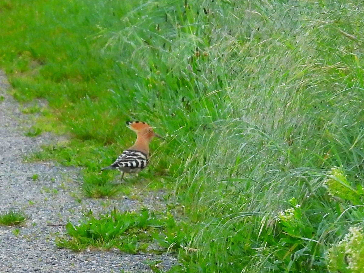 Eurasian Hoopoe - Tanja Britton