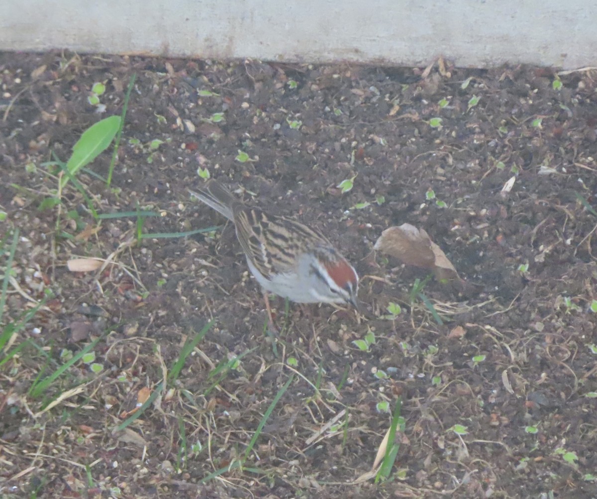 Chipping Sparrow - Violet Kosack