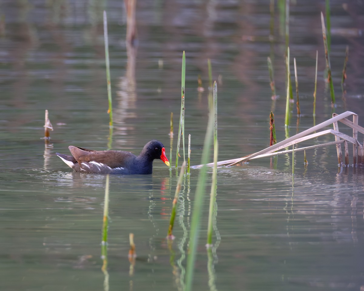 Eurasian Moorhen - Gregory Tortissier