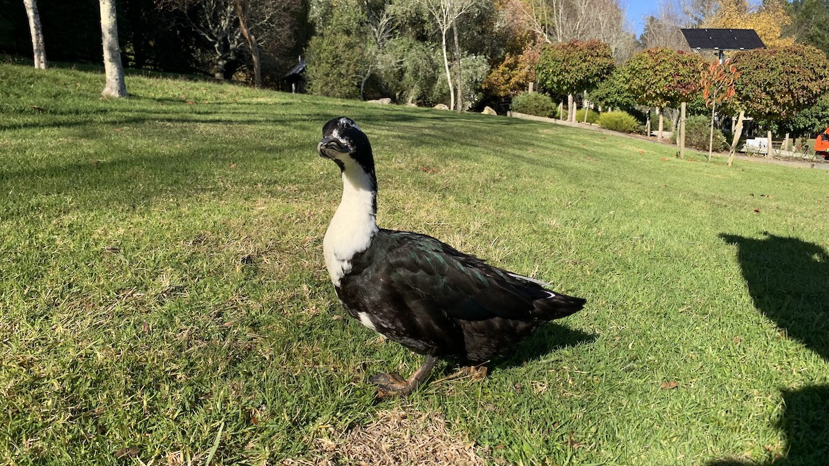 Muscovy Duck x Mallard (hybrid) - Dan Burgin