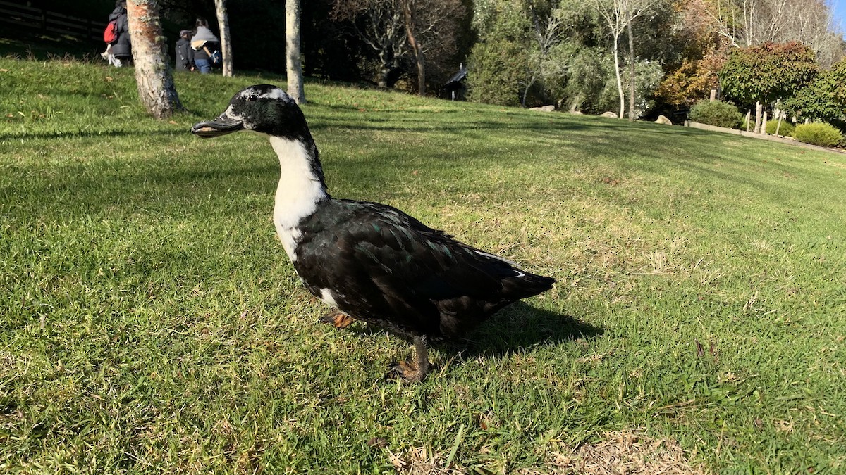 Muscovy Duck x Mallard (hybrid) - Dan Burgin