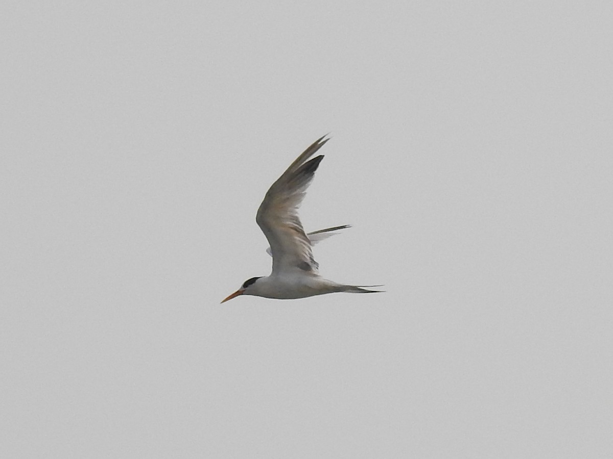 Elegant Tern - Sergio Castañeda Ramos