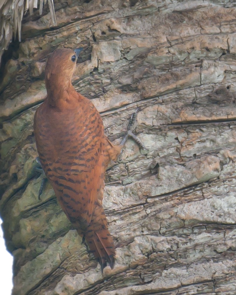 Rufous Woodpecker - Munshi Abul Barakat