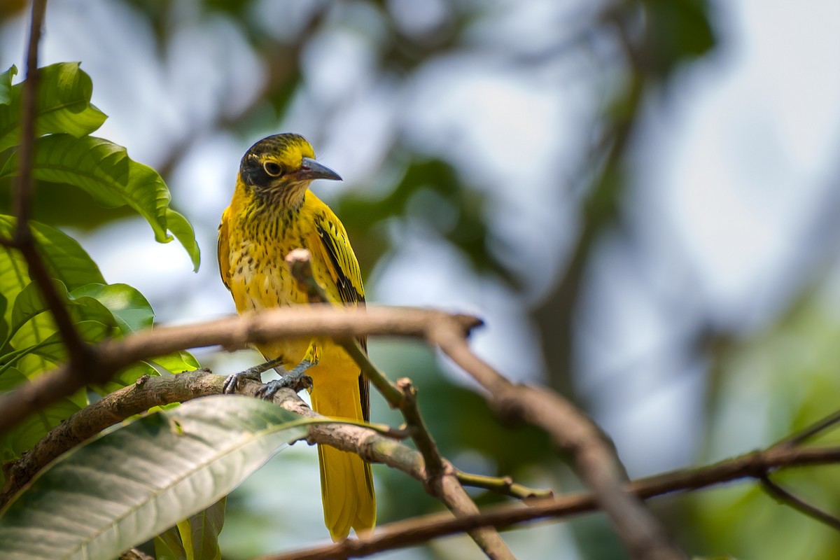 Black-hooded Oriole - Munshi Abul Barakat