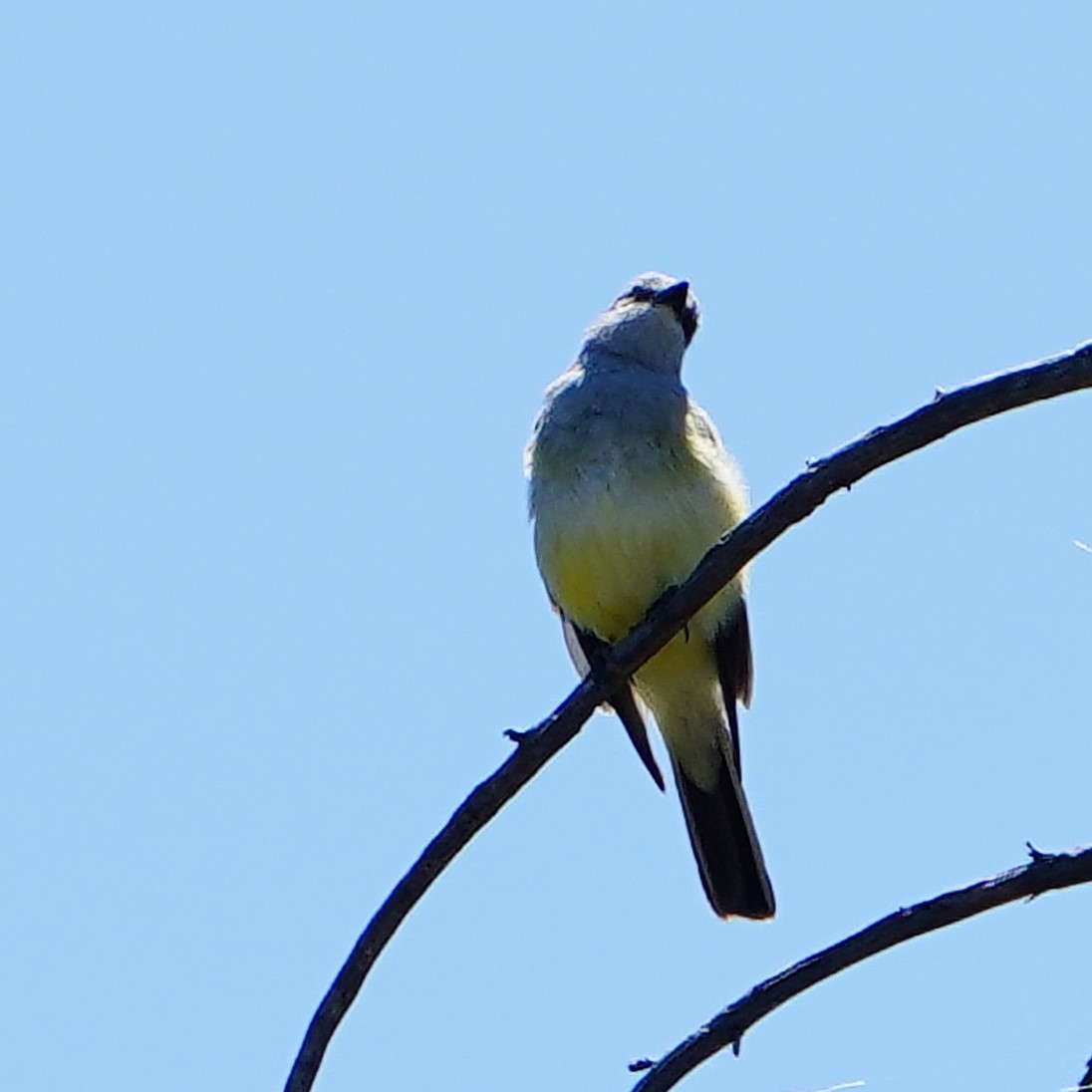 Western Kingbird - mang mike