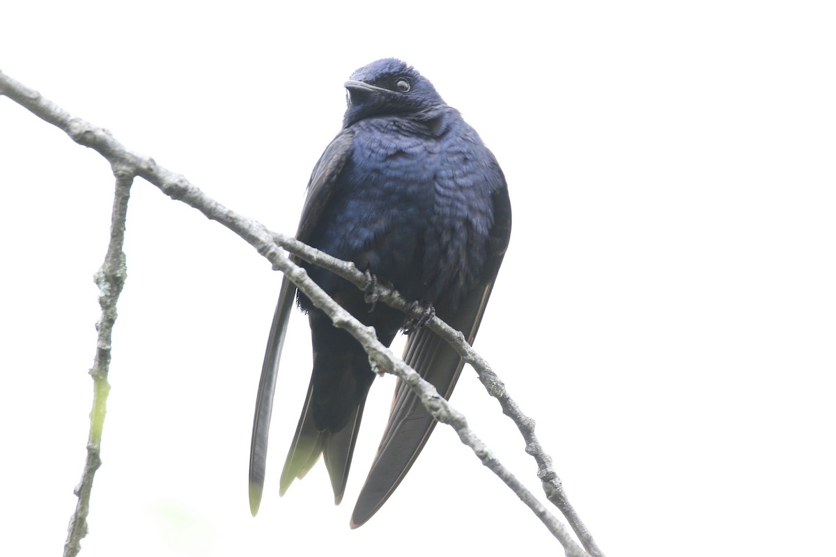 Purple Martin - Alan Malina