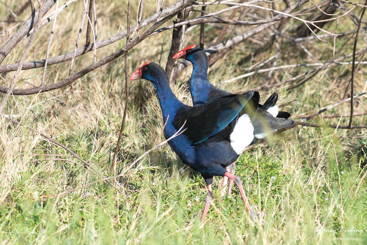 Australasian Swamphen - Chris Rehberg  | Sydney Birding