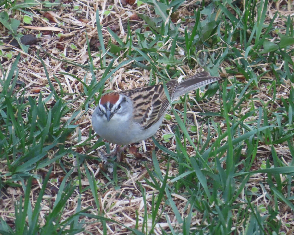 Chipping Sparrow - Violet Kosack