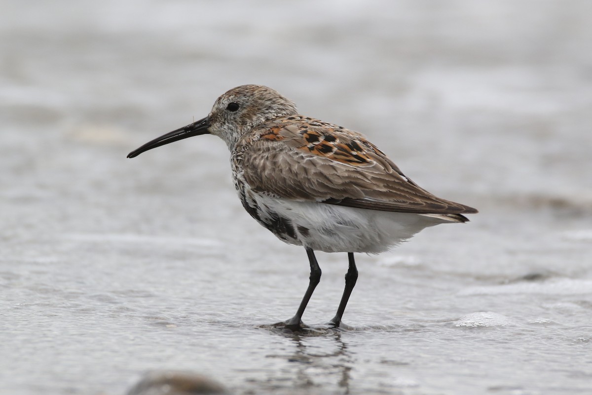 Dunlin - Alan Malina