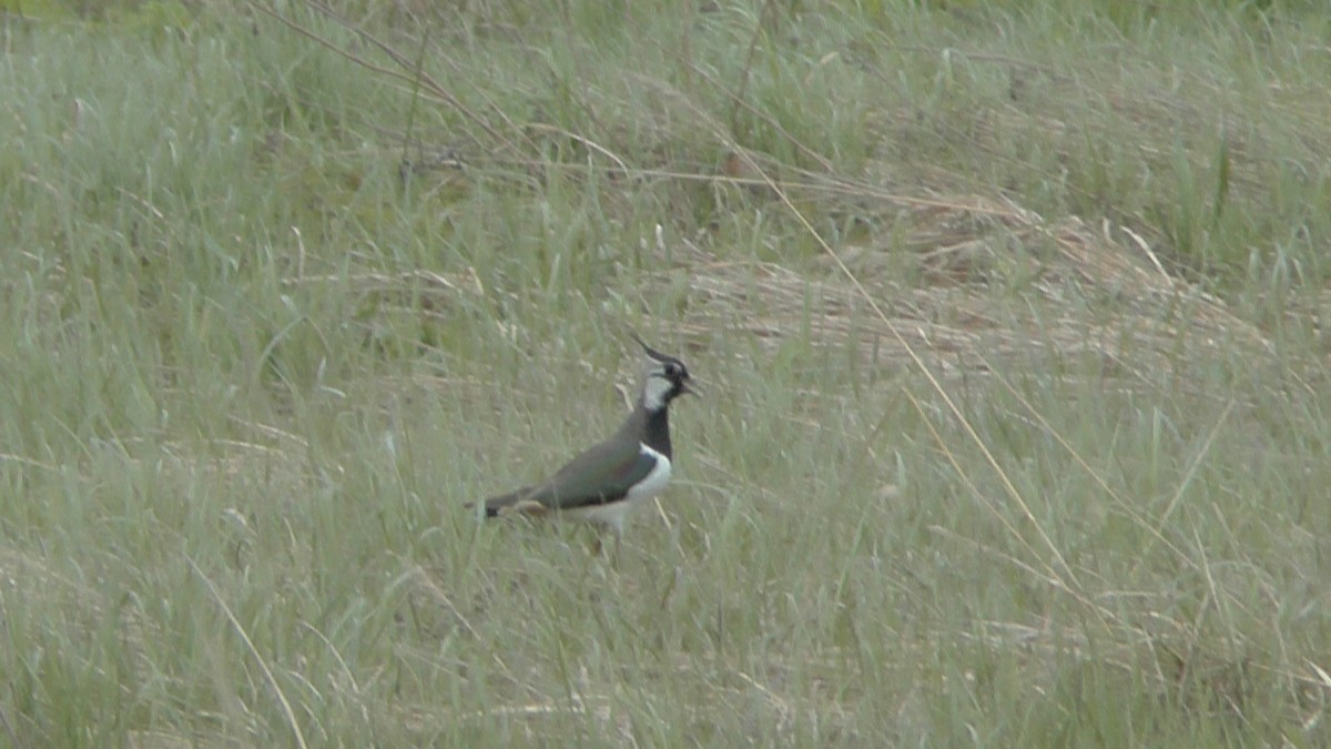 Northern Lapwing - Emilya Andreeva