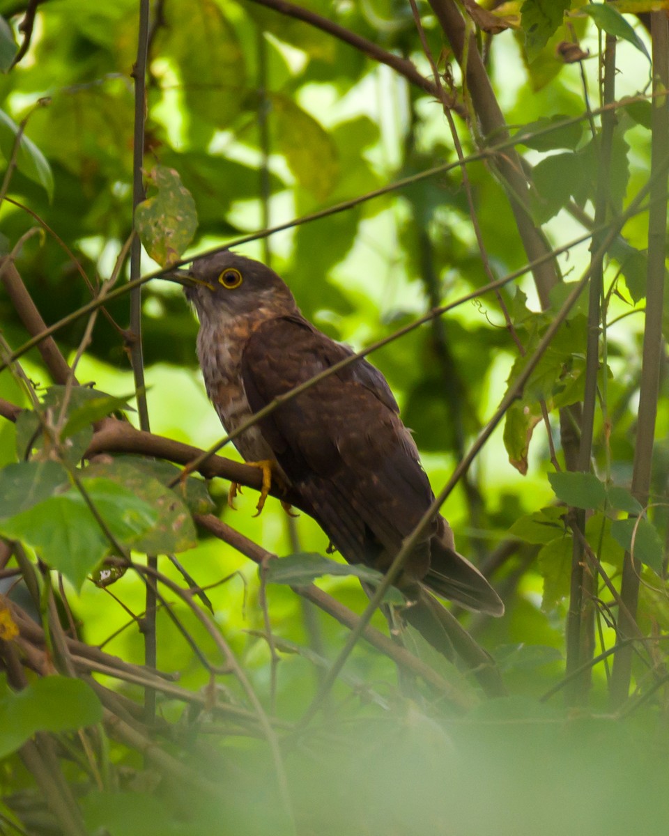 Common Hawk-Cuckoo - ML618804027