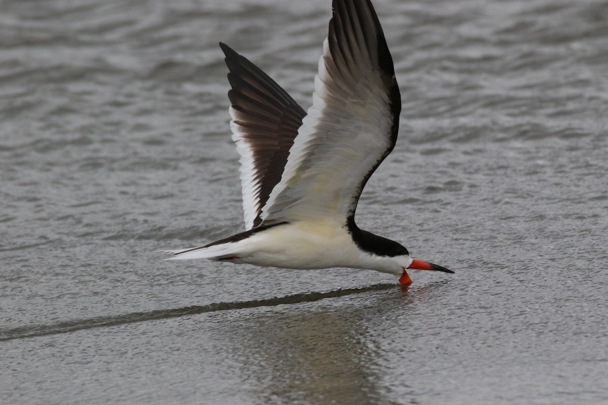 Black Skimmer - Alan Malina