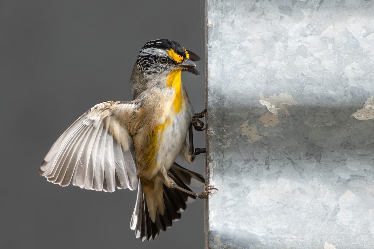 Pardalote Estriado (ornatus) - ML618804048