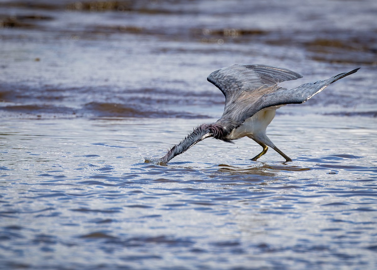 Tricolored Heron - Peek Ehlinger