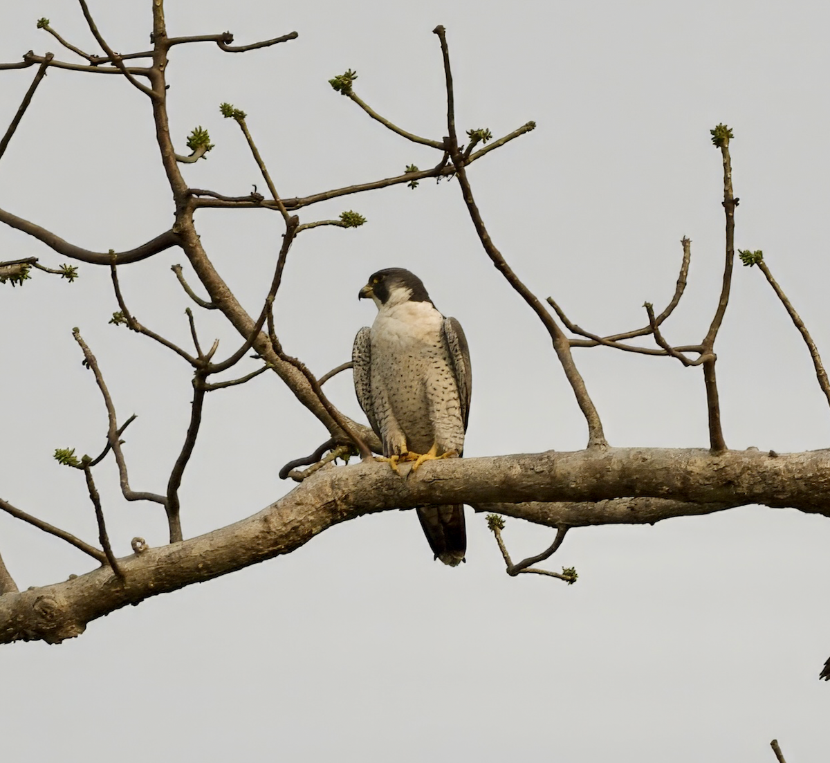 Peregrine Falcon - Joseph Tobias