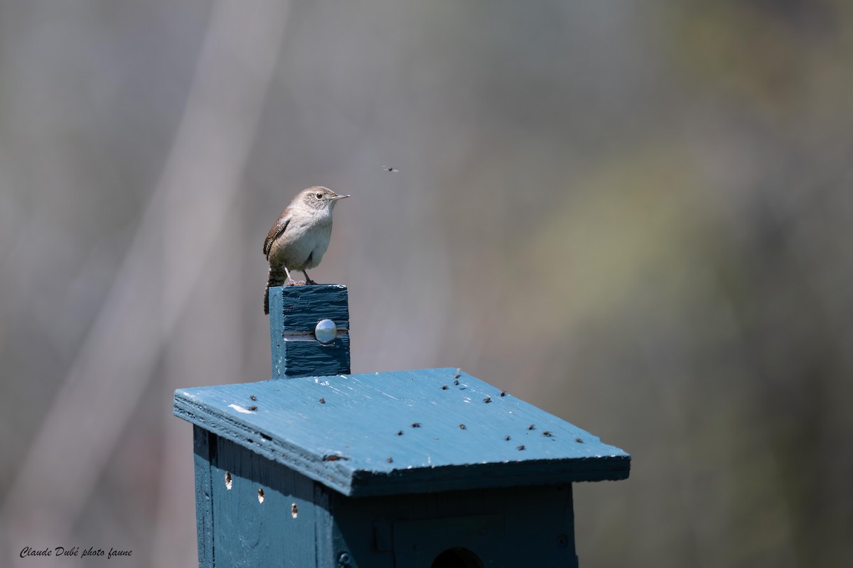 House Wren - ML618804108