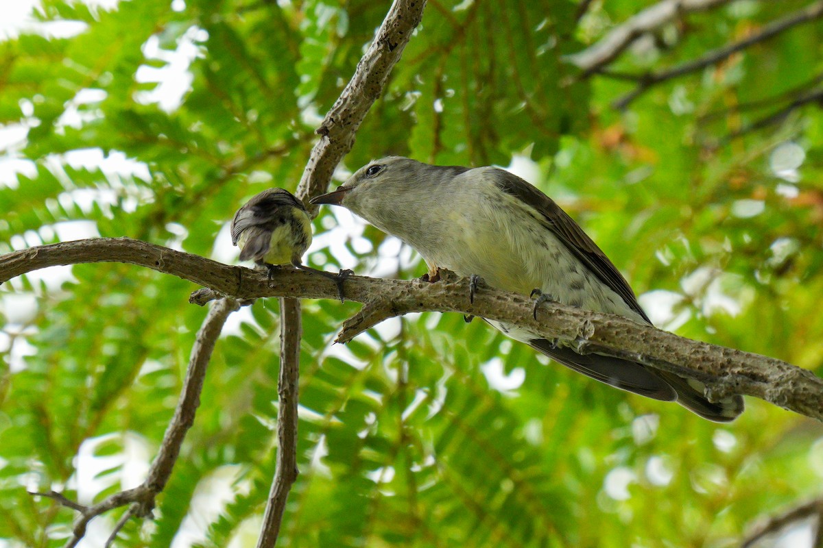 Golden-bellied Gerygone - Chung Cheong  Wong