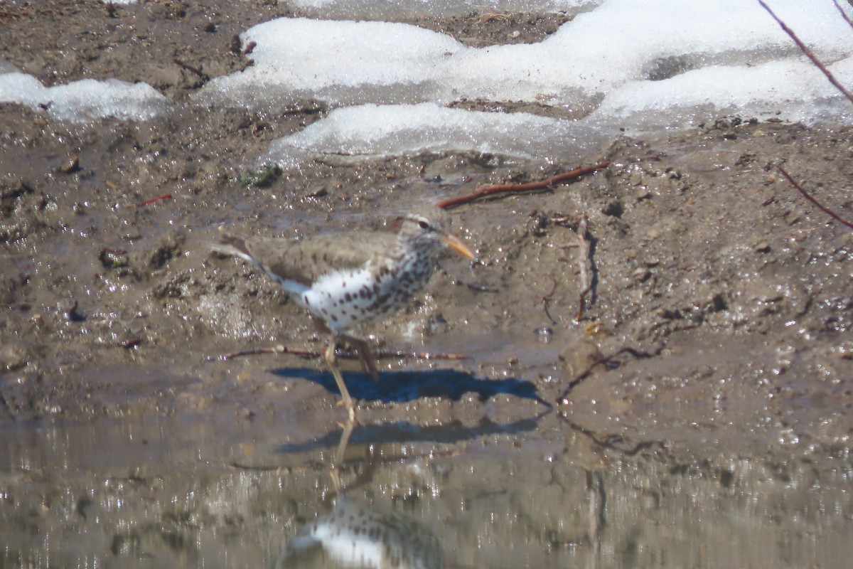 Spotted Sandpiper - Mike Lesnik