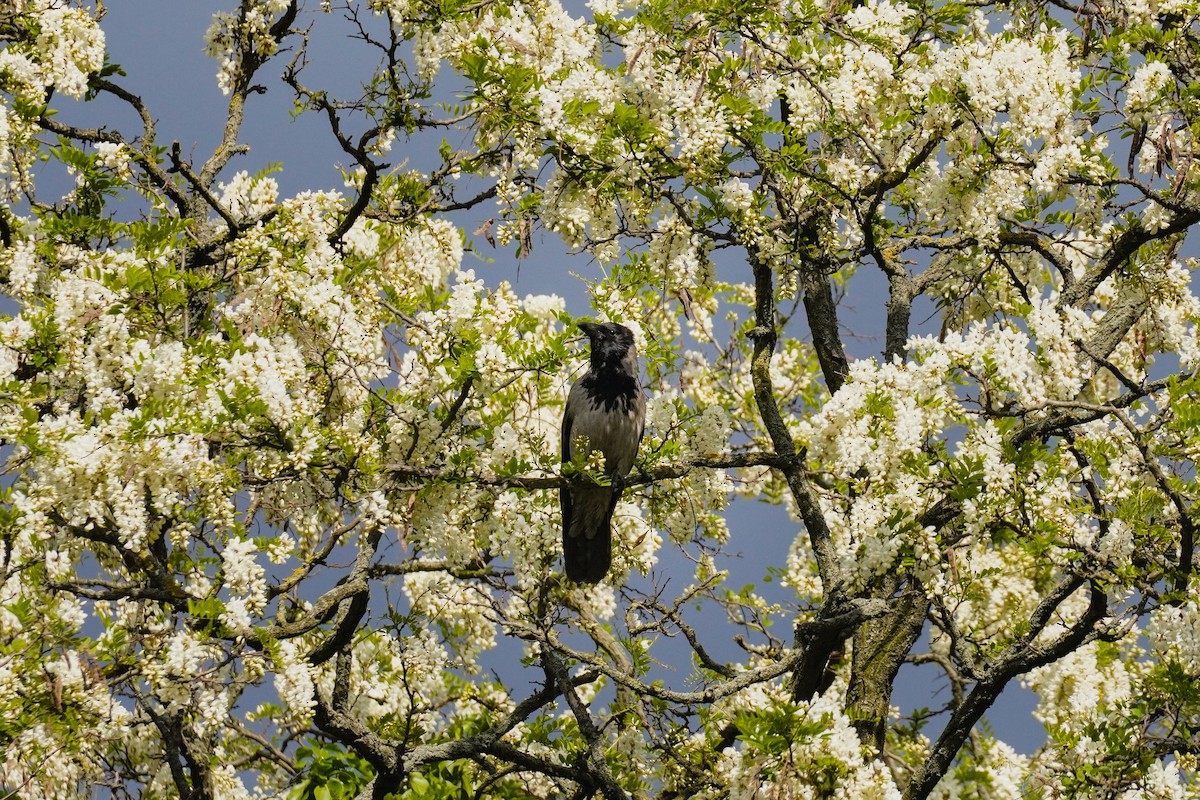 Hooded Crow - ML618804125