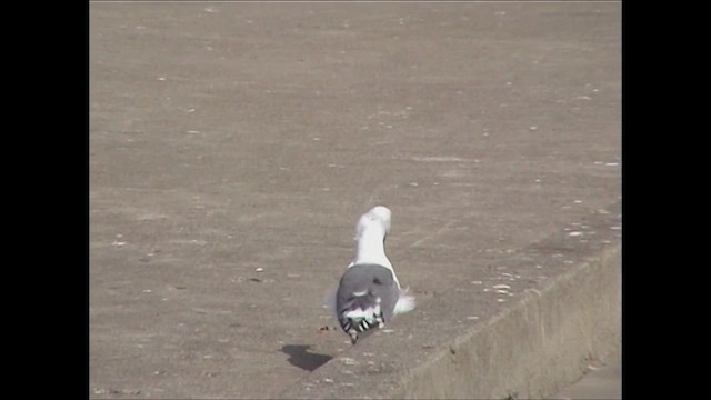 Western Gull - ML618804126