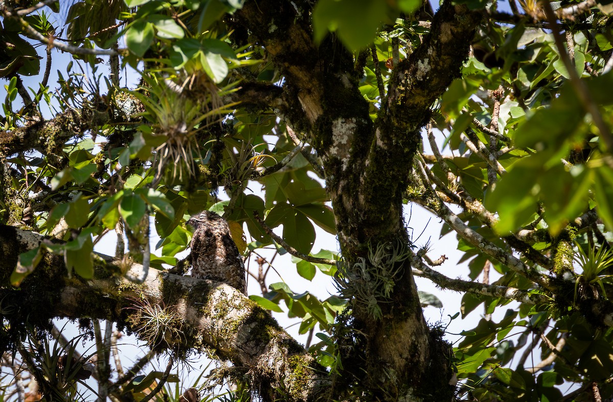 Great Potoo - ML618804138