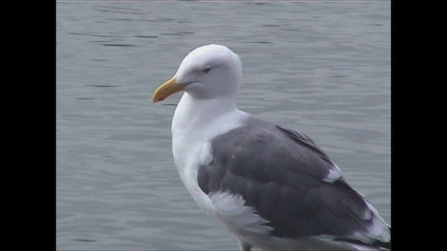 Western Gull - ML618804140