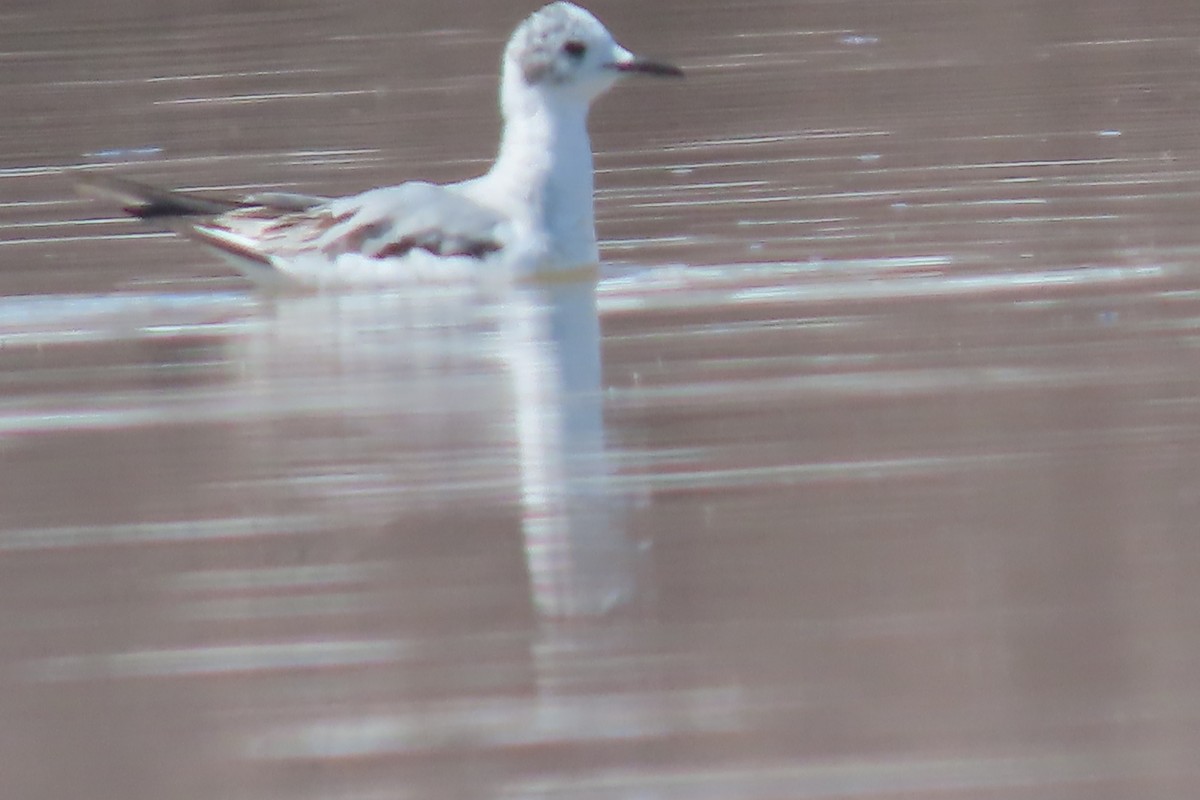 Bonaparte's Gull - Mike Lesnik