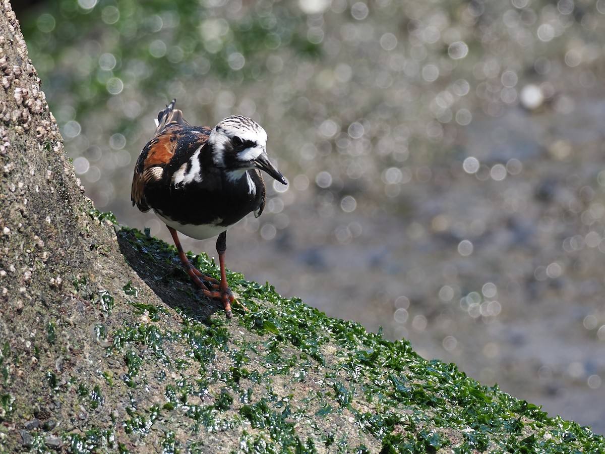 Ruddy Turnstone - Anonymous