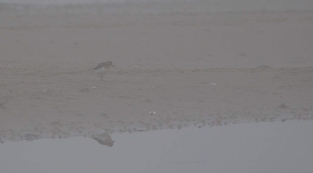 Double-banded Plover - ML618804152