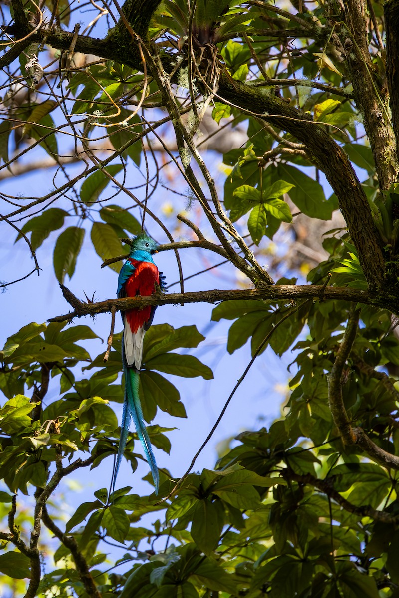 Resplendent Quetzal - ML618804154