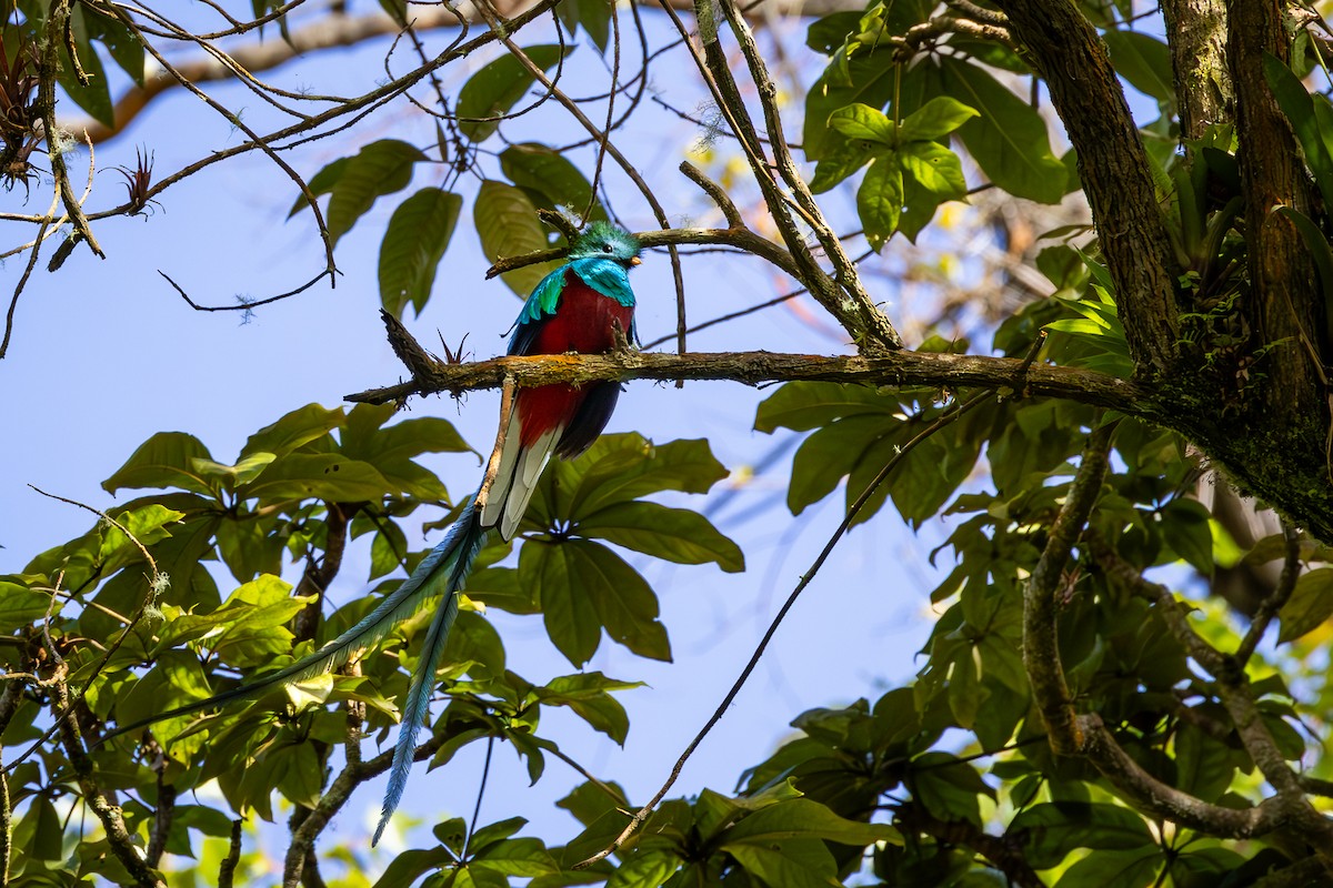 Resplendent Quetzal - ML618804155