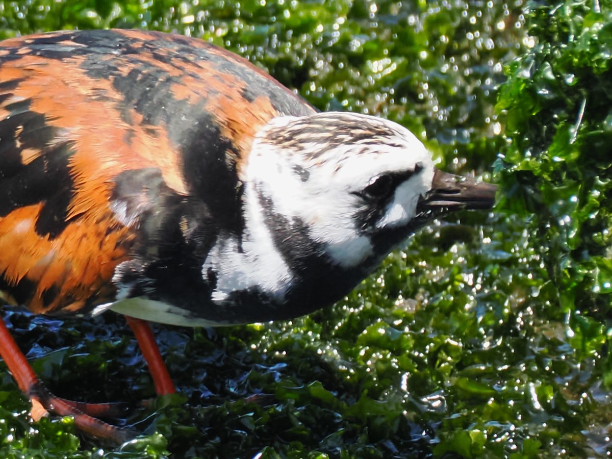 Ruddy Turnstone - Anonymous