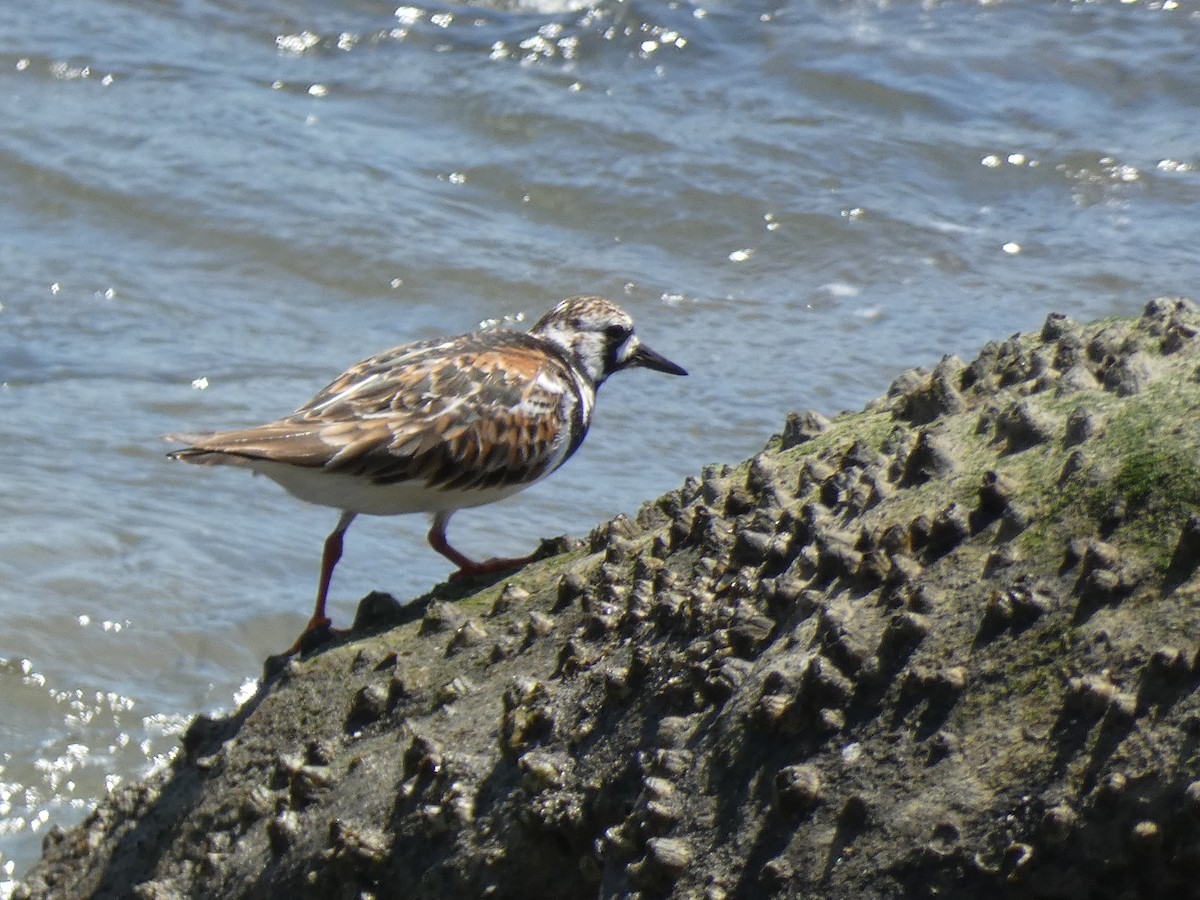 Ruddy Turnstone - Luke Knutson