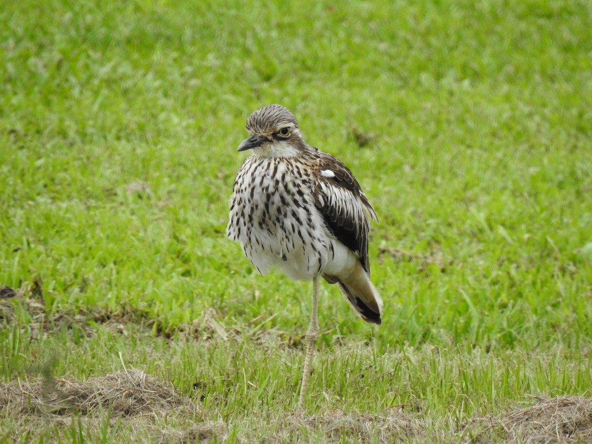 Bush Thick-knee - Monica Mesch