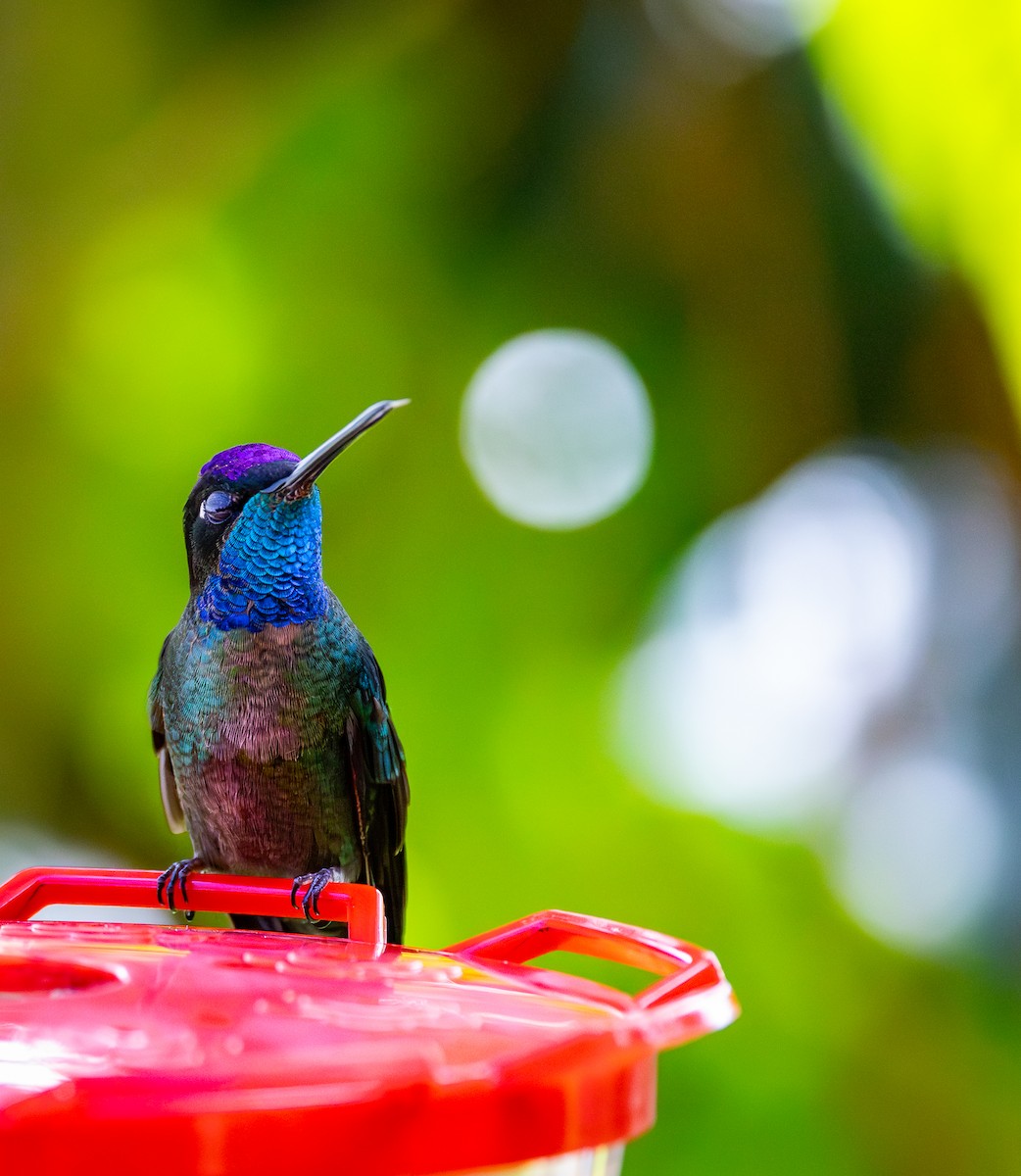 Colibri de la Talamanca - ML618804180