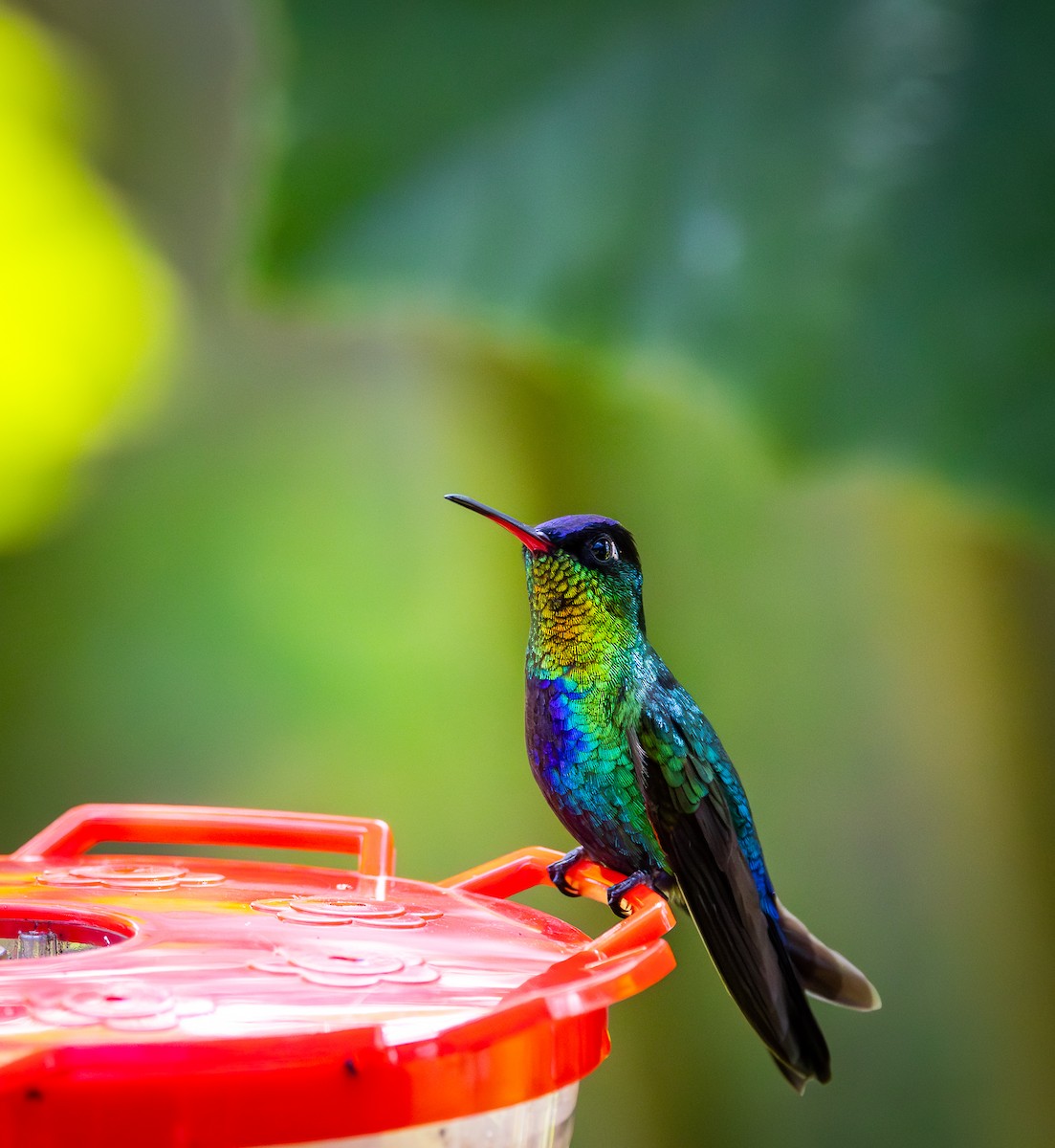 Fiery-throated Hummingbird - Peek Ehlinger