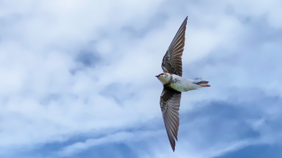 Brown-chested Martin - Yosico Chu