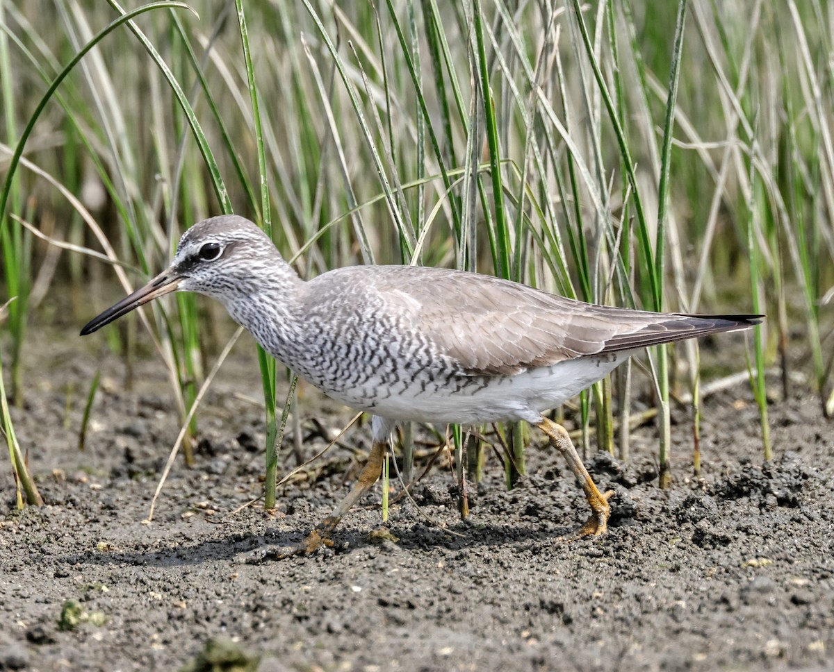 Gray-tailed Tattler - Chung-ying Lin