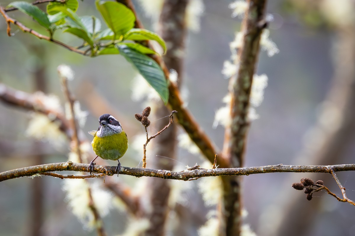 Sooty-capped Chlorospingus - Peek Ehlinger