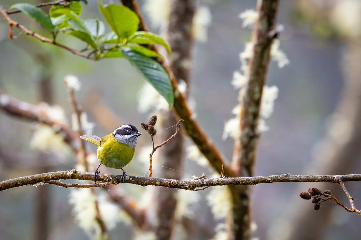 Sooty-capped Chlorospingus - ML618804219