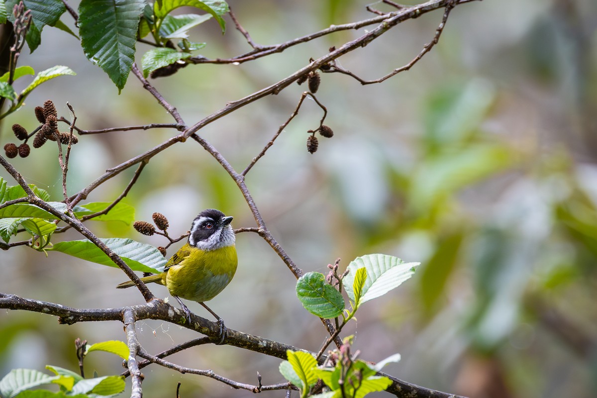 Sooty-capped Chlorospingus - Peek Ehlinger