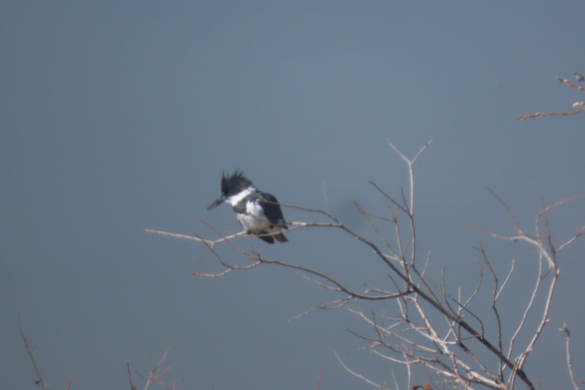 Belted Kingfisher - ML618804223