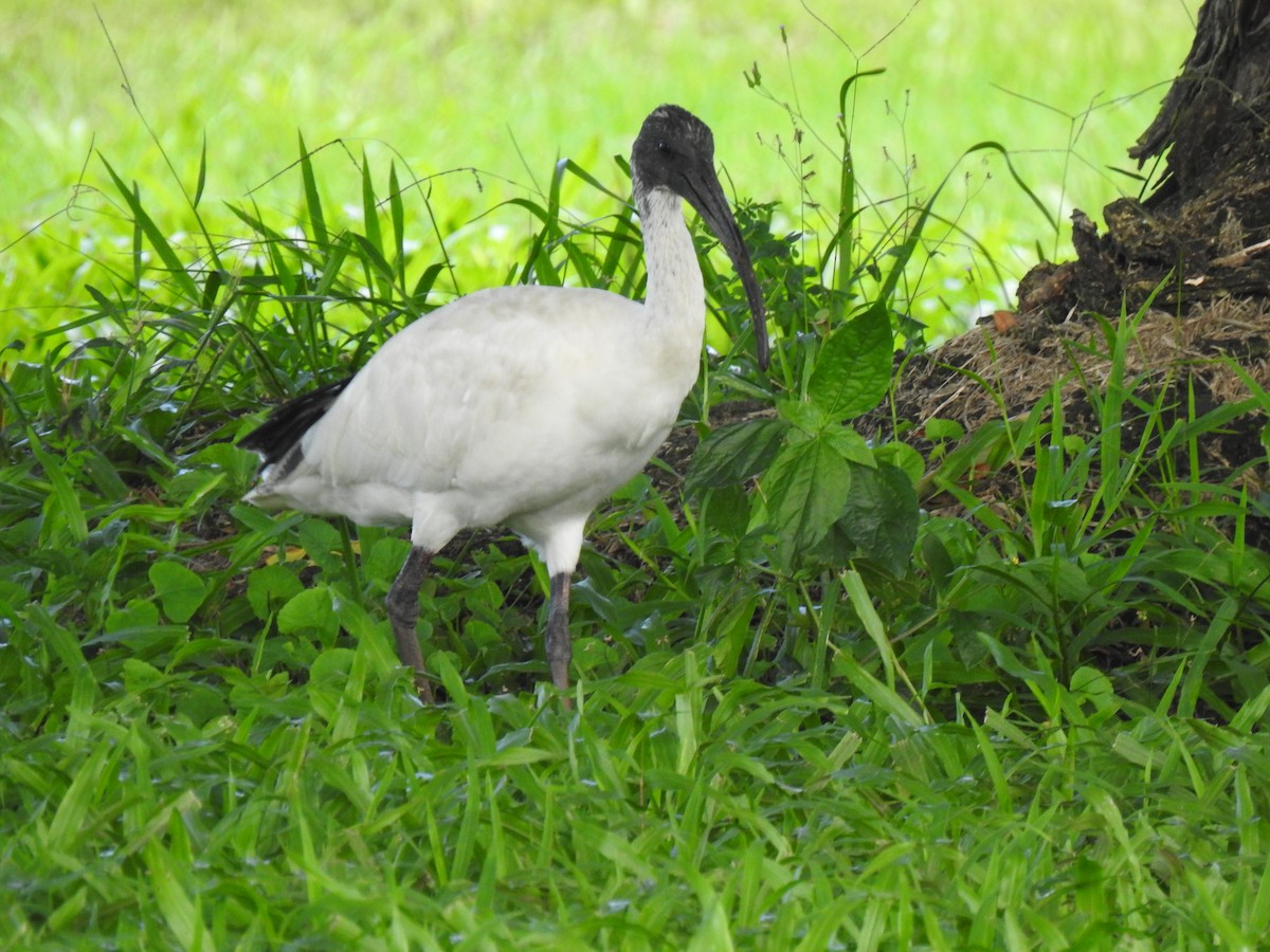 Australian Ibis - Monica Mesch