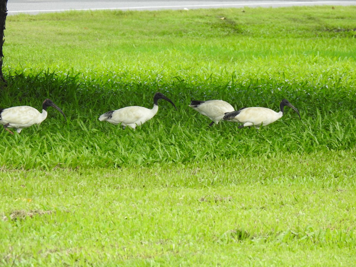 Australian Ibis - Monica Mesch