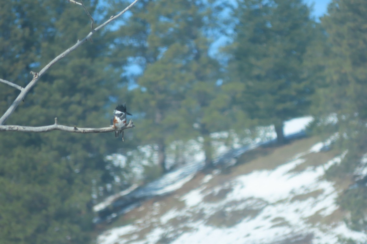 Belted Kingfisher - ML618804237