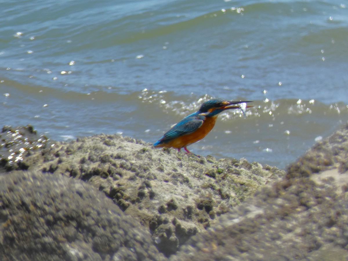 Common Kingfisher - Luke Knutson